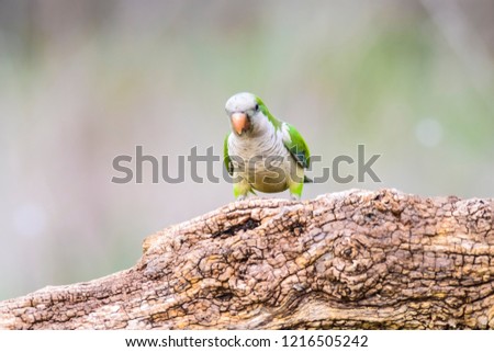 Parakeet,in jungle environment, La Pampa, Patagonia, Argentina