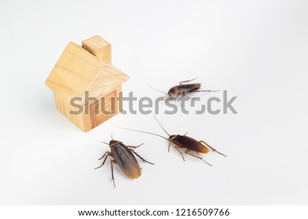 Cockroaches and house models on a white background.The concept of home invasive pest control and cockroach protection. Cockroaches carry the disease to humans.