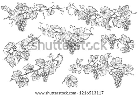 Monochrome grapes branches set. Hand drawn grape bunches and leaves isolated on white background. Vector sketch.  Royalty-Free Stock Photo #1216513117