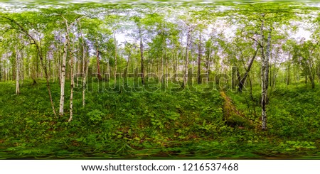 green birch forest in summer white trunks of trees. Spherical panorama 360vr Royalty-Free Stock Photo #1216537468
