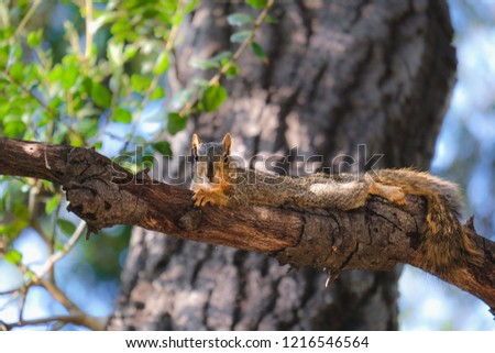 Squirrel lying on a tree branch looking at the camera.