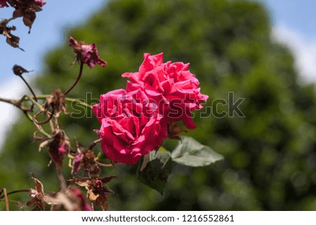 bush roses growing on a narrow street. growing domestic plants on the street. European cozy narrow streets. pink flowers closeup.