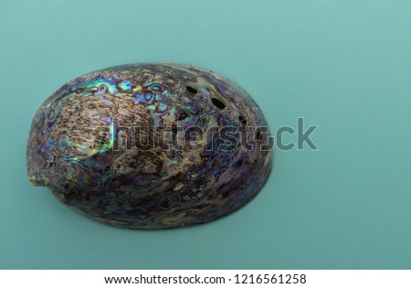 Large iridescent vintage Abalone or Paua shell, with four visible holes in the selenizone. Mounted on pale blue card. Space for copy. Royalty-Free Stock Photo #1216561258