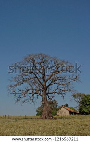House with Tree Royalty-Free Stock Photo #1216569211
