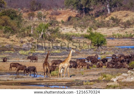 Giraffe and african buffalo in Kruger National park, South Africa ;Specie Giraffa camelopardalis family of Giraffidae