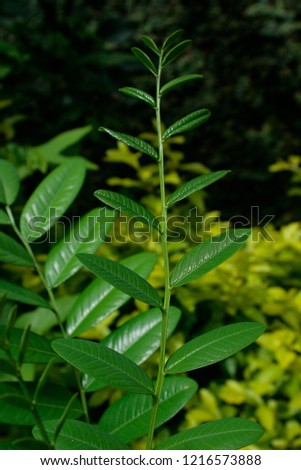 grenn plant leafs Royalty-Free Stock Photo #1216573888