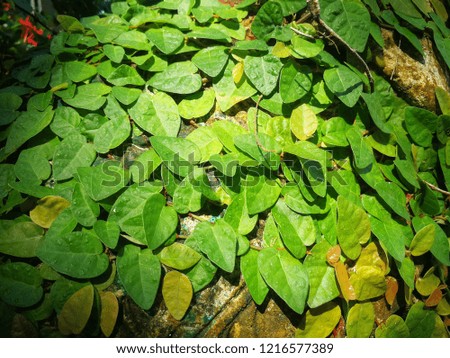climbing plant&concrete wall. green leave. 
Can be used for info-graphic, workflow, layout, banner, abstract, colour, graphic or website layout vector, business, marketing and media