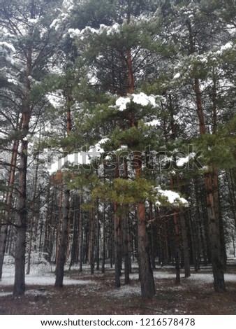 Pine forest, trees covered with snow
