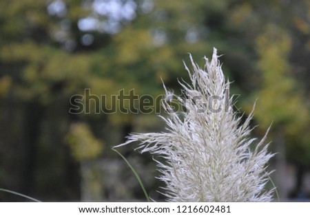 Withered grasses in autumn