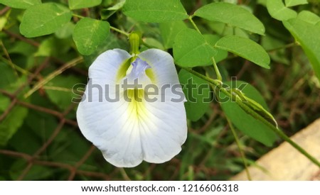Clitoria Ternatea or white Aparajita flower, blossom blooming in garden.Also known as Asian pigeonwings, bluebellvine, cordofan pea, Darwin pea,butterfly pea, blue pea, Asian pigeonwings, Aparajita