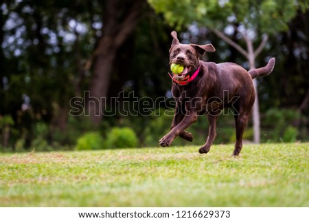 horizontal image chocolate labrador retriever happily running with tennis ball playing catch. Grass and trees in background. Dog in motion.
