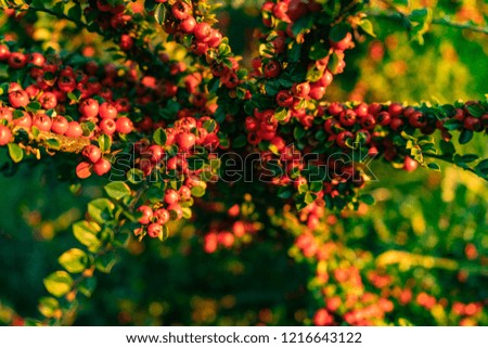 Red autumn berries attached to a branch of a bush; great colour contrast with green leaves