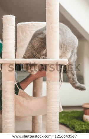 Scottish fold cat is looking how old man is constructing the design of his cat play house and the light comes from the window indoor