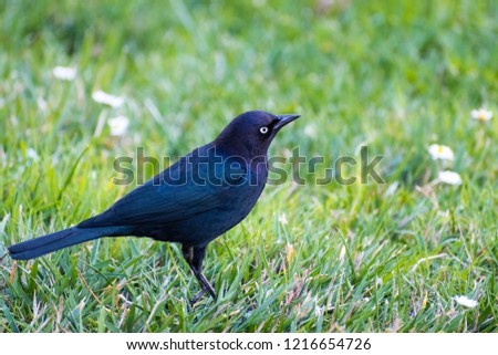 Brewer's blackbird male on a green meadow; San Francisco bay area, California
