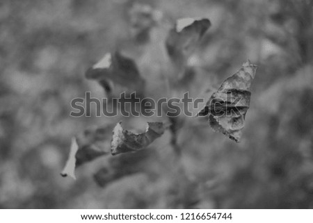abstract autumn leaves backgrounds, for blurred background
