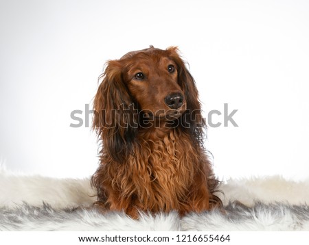 Miniature Longhaired Dachshund On A White Background Images And