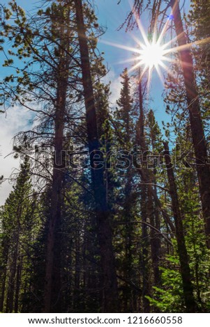 A sunburst among tree tops in a forest in Colorado.