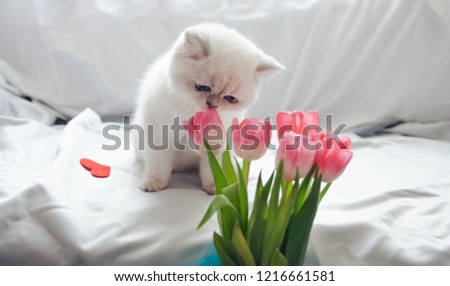 
White cat and pink tulips. Scottish 