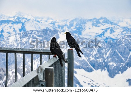 Two black birds sitting, blue sky and mountains on the backgroung. Concept of a couple of birds having conversation. 