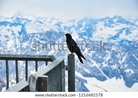 Black bird silhouette, blue sky and snowy mountains on the background