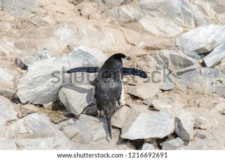 Chinstrap penguin climbing on rock in Antarctica