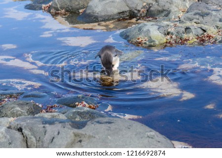 Chinstrap penguin on the beach in Antarctica with reflection