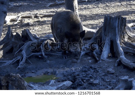 The wild boar roots in the ground in the woods