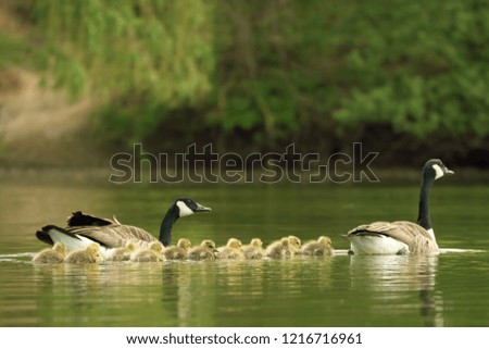 Canada geese family with goslings