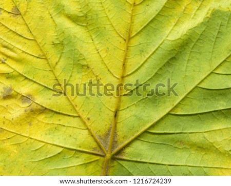 Green leaf texture. Beautifull colorful autumn leaf. Autumn leaves texture background. Creative idea layout.