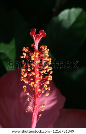 hibiscus flowers tropical Royalty-Free Stock Photo #1216731349