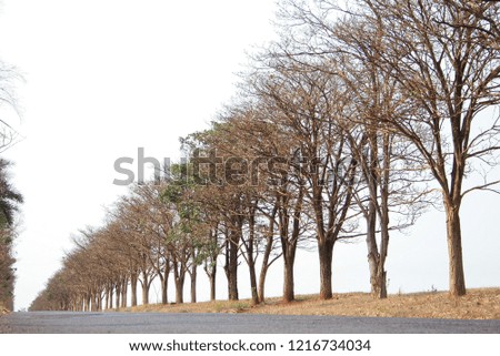 trees in a row Royalty-Free Stock Photo #1216734034