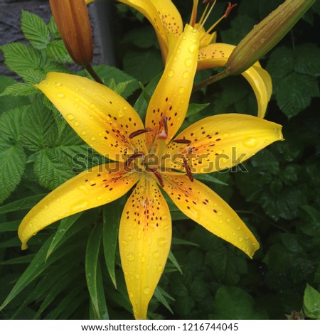 Beautiful Yellow Tiger Lily in the garden