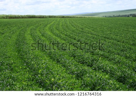 landscape of peanut farm  Royalty-Free Stock Photo #1216764316