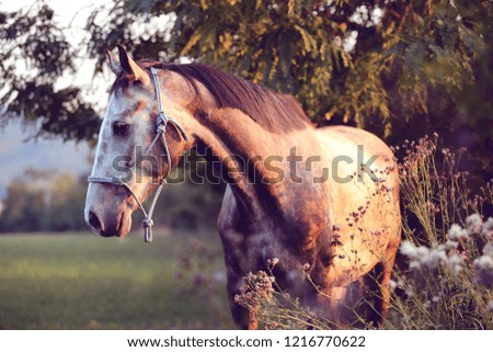 grey horse with halter on meadow with high flowers and tree in background 