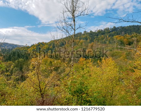 Colorful landscape with red and golden leaved trees on a sunny autumn day in the Black Forest of Germany