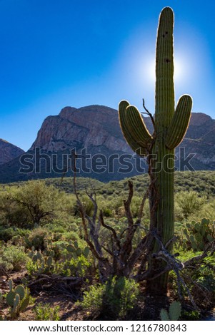 A saguaro cactus backlit by the sun in this vertical landscape with blue sky and mountains in the background. The beautiful Sonoran Desert in October of 2018. Pima County, Oro Valley, Arizona. 