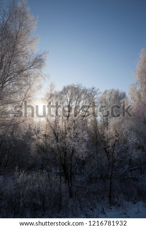 sun illuminating the trees, covered with frost, Winter season, Forest photographed closeup