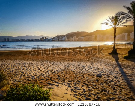 A photo of beautiful palm trees on a beautiful beach by the Mediterranean Sea at sunset. It was taken on San Antonio beach in Cullera, a very touristic seaside town in Valencia, Spain, Europe.