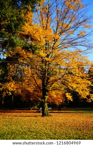 Beautiful autumn trees - golden autumn in city park
