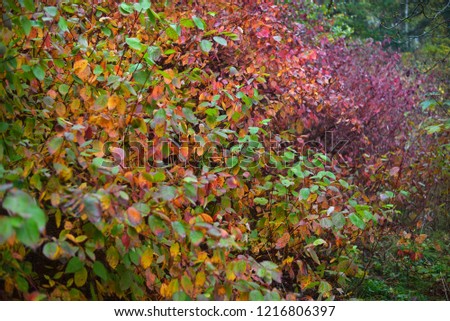 Colorful autumn leaves close-up, Latvia