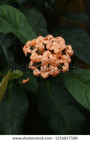 Ixora chinensis flower