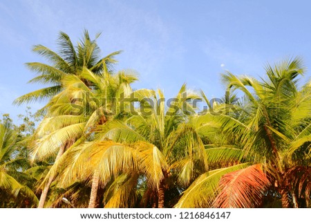 Top of the coconut trees by the sea in the morning.