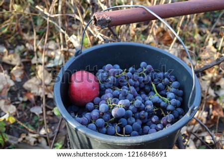 Blue grapes. Transcarpathia