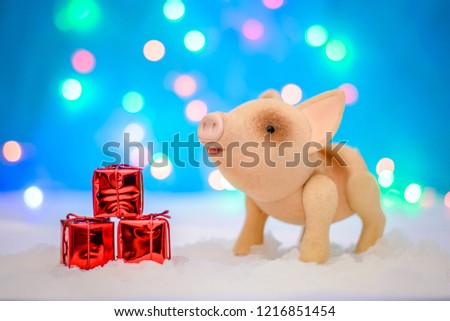 Christmas picture with a cute pig with gifts in a red package for 2019 new year on a magical blue background with lights