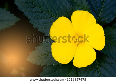Yellow flowers are on the green leaf background and the orange light is  below.