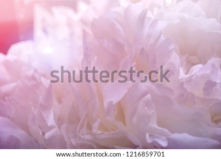 Pale Shabby Chic Background   - Pink Peonies Flowers Grunge  Vintage   Photo
