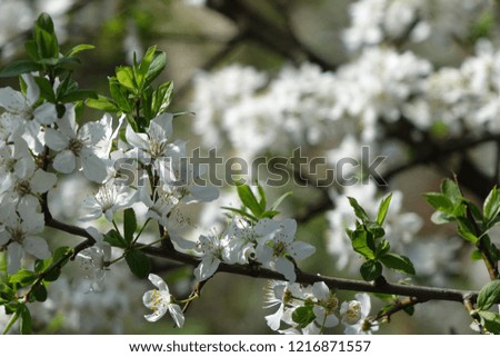 Blooming cherry tree with white flowers in spring. Springtime. Sunny day