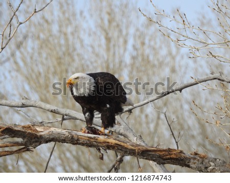 A bald eagle perched on a branch while eating a duck.