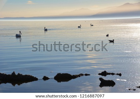 Salton Sea sunset and birds