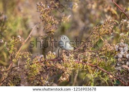 Warbler perched on a plant